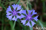 Korenbloem (Centaurea cyanus) 