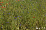 Korenbloem (Centaurea cyanus) 