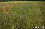 Korenbloem (Centaurea cyanus) 