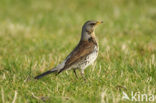 Fieldfare (Turdus pilaris)