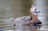 Red-crested Pochard (Netta rufina)