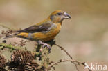 Red Crossbill (Loxia curvirostra)