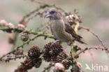 Red Crossbill (Loxia curvirostra)