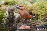 Red Crossbill (Loxia curvirostra)