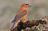 Red Crossbill (Loxia curvirostra)