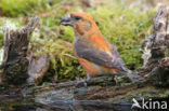 Red Crossbill (Loxia curvirostra)