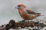 Red Crossbill (Loxia curvirostra)