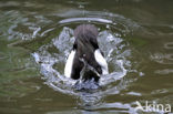 Tufted Duck (Aythya fuligula)