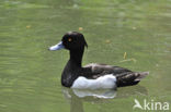 Tufted Duck (Aythya fuligula)