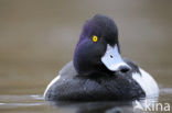 Tufted Duck (Aythya fuligula)