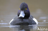 Tufted Duck (Aythya fuligula)