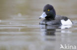 Tufted Duck (Aythya fuligula)