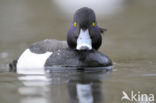 Tufted Duck (Aythya fuligula)