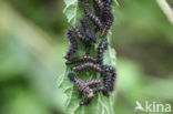 Map Butterfly (Araschnia levana)