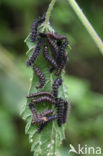 Landkaartje (Araschnia levana)