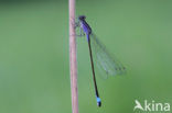 Blue-tailed Damselfly (Ischnura elegans)