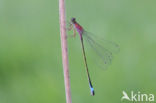 Blue-tailed Damselfly (Ischnura elegans)
