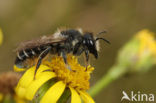 Lapse behangersbij (Megachile lapponica)