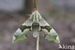 Lime Hawk-moth (Mimas tiliae)