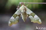 Lime Hawk-moth (Mimas tiliae)