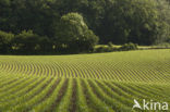Maize
