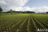 Maize