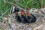 Common Coot (Fulica atra)