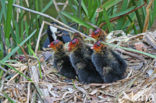 Meerkoet (Fulica atra)