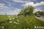 Hawthorn (Crataegus )