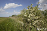 Hawthorn (Crataegus )