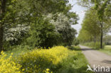 Hawthorn (Crataegus )