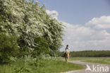 Hawthorn (Crataegus )