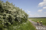 Hawthorn (Crataegus )