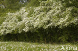 Hawthorn (Crataegus )