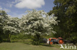 Hawthorn (Crataegus )