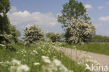 Hawthorn (Crataegus )
