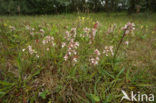 Moeraswespenorchis (Epipactis palustris) 