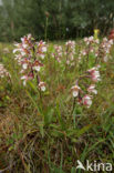 Moeraswespenorchis (Epipactis palustris) 