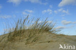 Nationaal Park Duinen van Texel