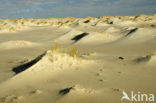 National Park Duinen van Texel