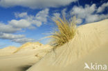 Nationaal Park Duinen van Texel