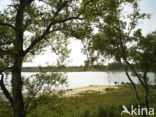 National Park Dwingelderveld