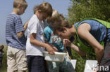 Nationaal Park Lauwersmeer