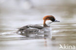 Smew (Mergellus albellus)