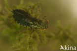 Northern White-faced darter (Leucorrhinia rubicunda)