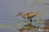 Common Sandpiper (Actitis hypoleucos)