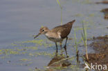 Oeverloper (Actitis hypoleucos) 