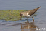 Common Sandpiper (Actitis hypoleucos)
