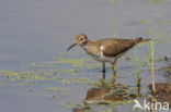 Common Sandpiper (Actitis hypoleucos)
