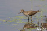 Oeverloper (Actitis hypoleucos) 